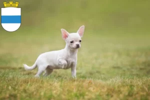 Mehr über den Artikel erfahren Chihuahua Züchter und Welpen in Zug