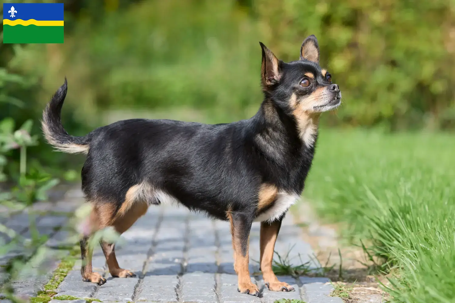 Mehr über den Artikel erfahren Chihuahua Züchter und Welpen in Flevoland