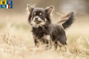 Mehr über den Artikel erfahren Chihuahua Züchter und Welpen in Mähren-Schlesien