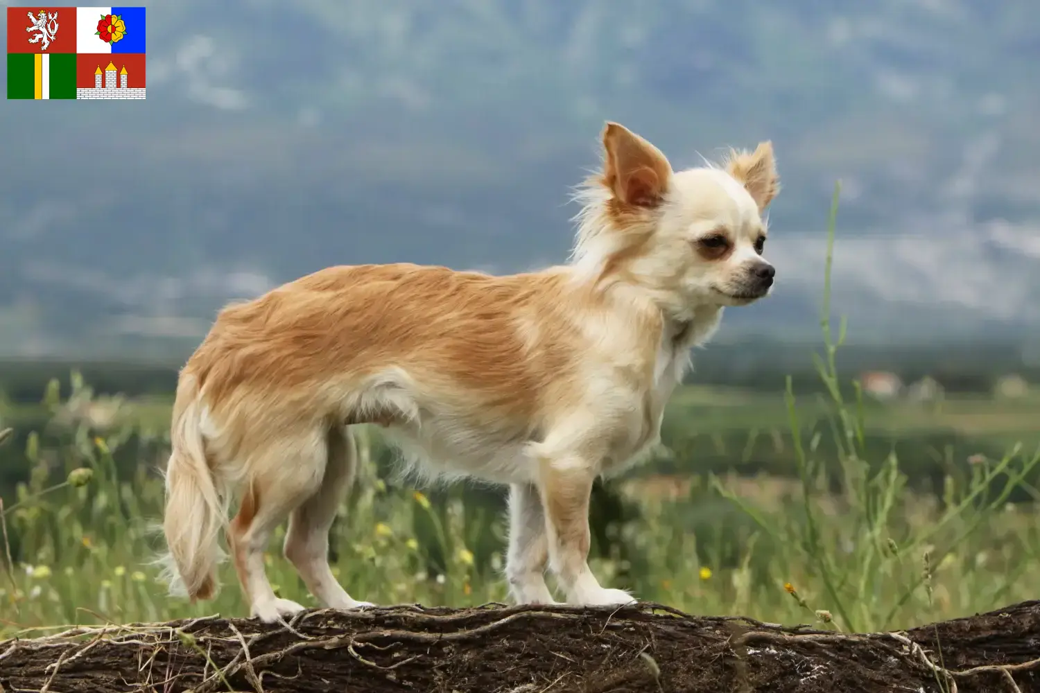 Mehr über den Artikel erfahren Chihuahua Züchter und Welpen in Südböhmen