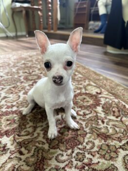 Kurzfell Chihuahua Mischlingsdame