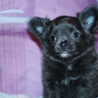 Wunderschöne Chihuahua Welpen blau, blue, schwarz LH, AT suchen Bund fürs Hundeleben