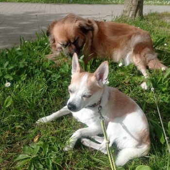 Suche Chihuahua-Hündin zur Verpaarung gegen Vergütung. Kein Verkauf!