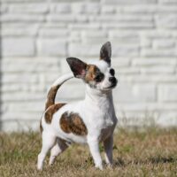 Chihuahua Kurzhaar Rüde in seltener Farbe aus seriöser VDH Zucht