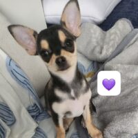 Chihuahua Welpen