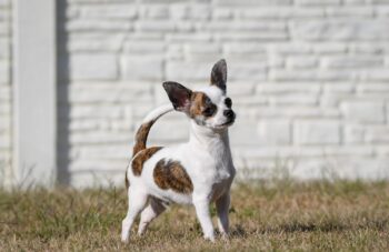 Chihuahua Kurzhaar Rüde in seltener Farbe aus seriöser VDH Zucht